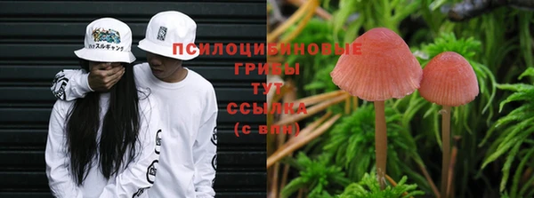 крисы Новокубанск